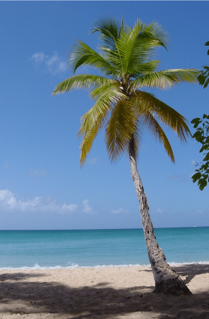 Coconut Palm Tree (Cocos nucifera)