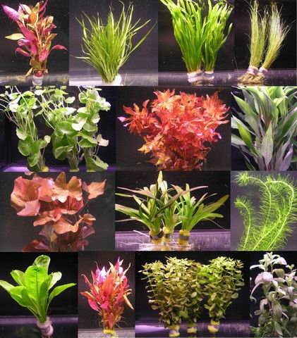 WFW wasserflora 10 Bunde mit über 80 Aquarium-Pflanzen