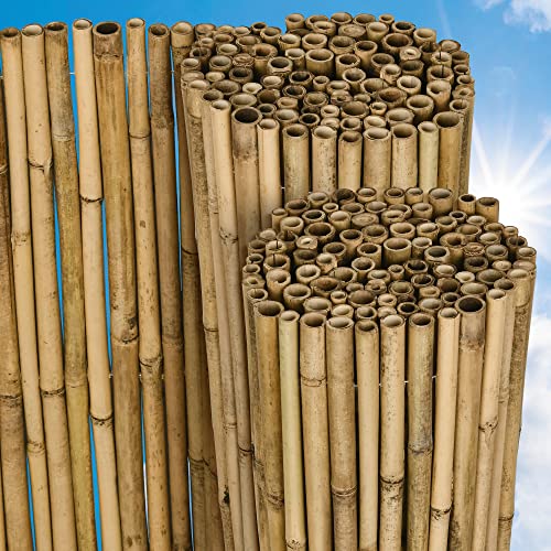 Bambussichtschutz im Bild: Bambus Sichtschutz Zaun 160x250 cm SolVision B38