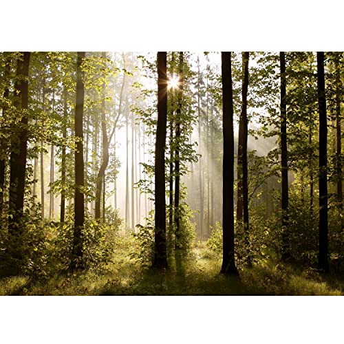 Runa Art Fototapeten 396 x 280 cm Wald