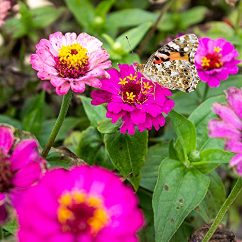 Blumensamen im Bild: OwnGrown Schmetterlingstreff Blumenmischung: 100g Premium Schmetterling