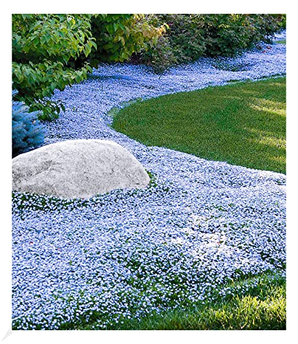 BALDUR Garten Winterharter Bodendecker Isotoma 'Blue Foot®'