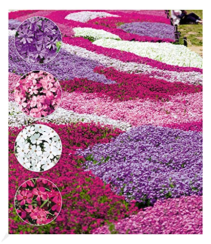 BALDUR Garten Winterharter Bodendecker Phlox-Mix "Flowers of the Sea"