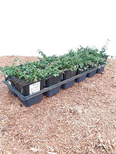 PlantaPro Cotoneaster 'Streibs Findling' Kriechmispel immergrüner Bodendecker