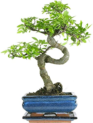 Bonsai Baum mit Keramik Blumentopf