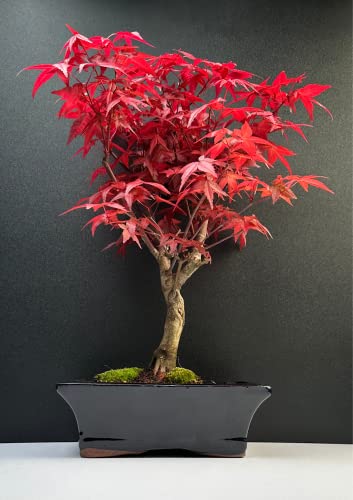 Bonsai im Bild: Bonsai mit Keramik Blumentopf