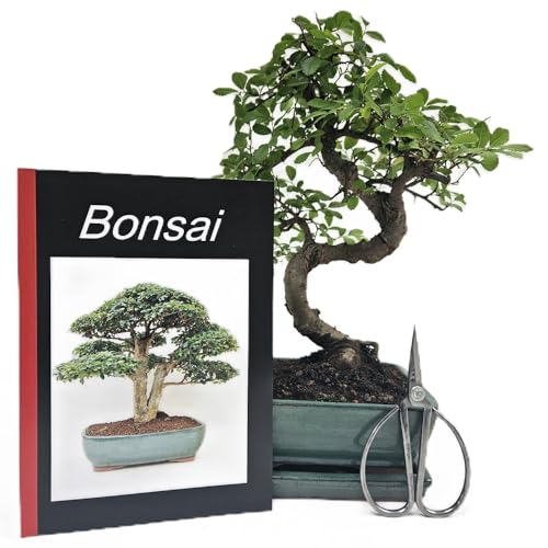 Genki-Bonsai Anfänger Bonsai-Set Ulme