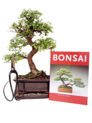 Genki-Bonsai Bonsai Geschenkset Anfänger Sparset chinesische Ulme