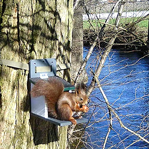 Eichhörnchenhaus im Bild: Holznager Eichhörnchen Futterhau...
