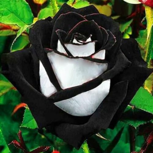 Wilitto 400 Stück seltene gemischte schwarze Rosenblütensamen
