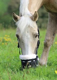 Fressbremse für Pferd im Bild: Shires Deluxe-Weidenmaulkorb von...