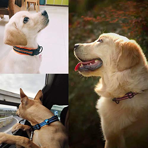 Halsband im Bild: PETTOM Hundehalsband