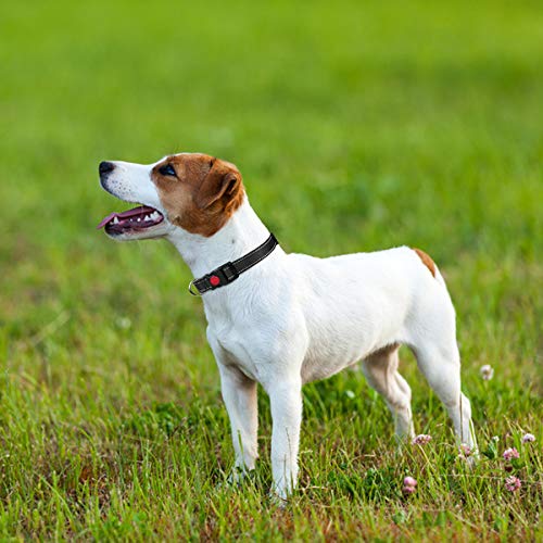 Halsband im Bild: Taglory Hundehalsband