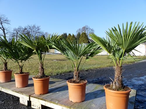 gruenwaren jakubik Hanfpalme 80-100 cm Palme Trachycarpus