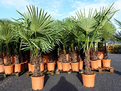 gruenwaren jakubik XXL Palme winterhart 140-160 cm Trachycarpus