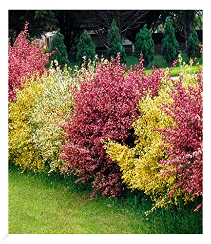 BALDUR Garten Ginster-Hecke "Tricolor"