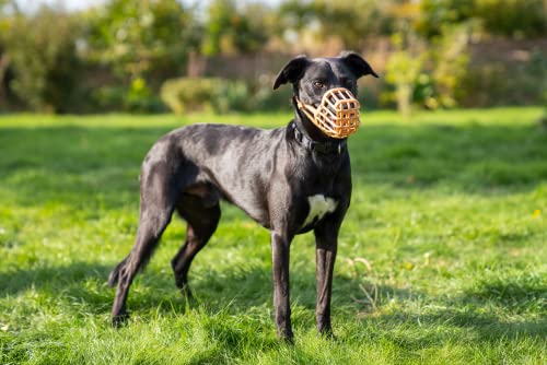 Hund Maulkorb im Bild: Baskerville Anti-Giftköder Maulkorb für Hunde