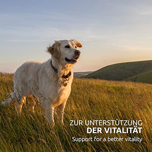 Vitamine für Hunde im Bild: AniForte Barf Complete Pulver für Hunde 1kg