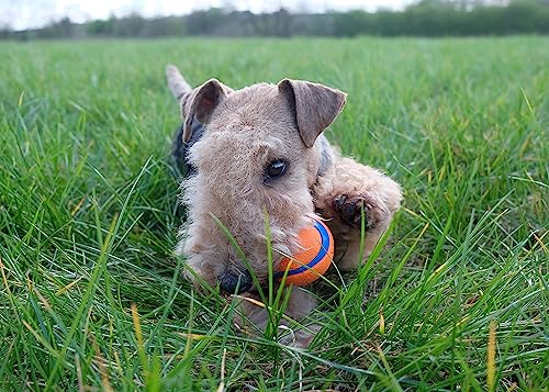 Hundeball im Bild: Chuckit! Ultra Ball Hundespielzeug-Ball