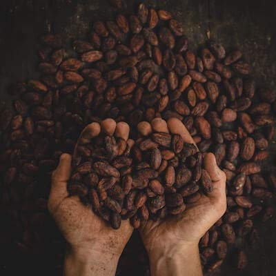 Kakaobohnen im Bild: Kamelur 1kg BIO Criollo Kakaobohnen