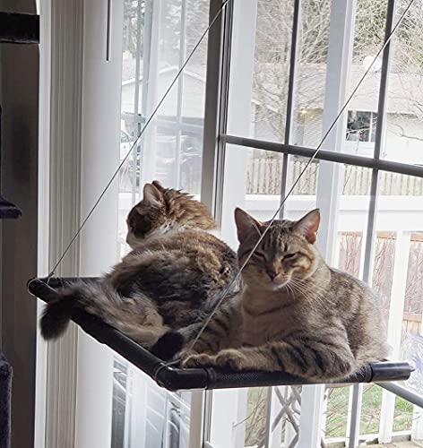 Dracarys Katzen hängematte Fenster