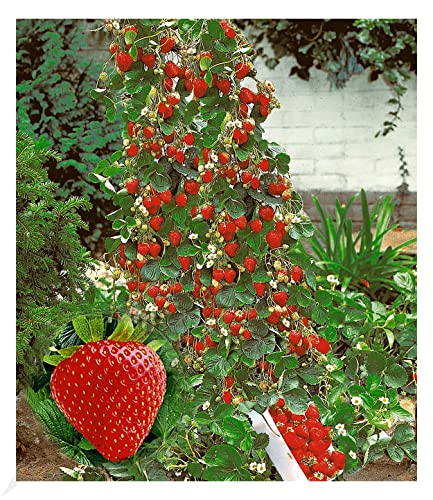 BALDUR Garten Kletter-Erdbeere 'Hummi®'