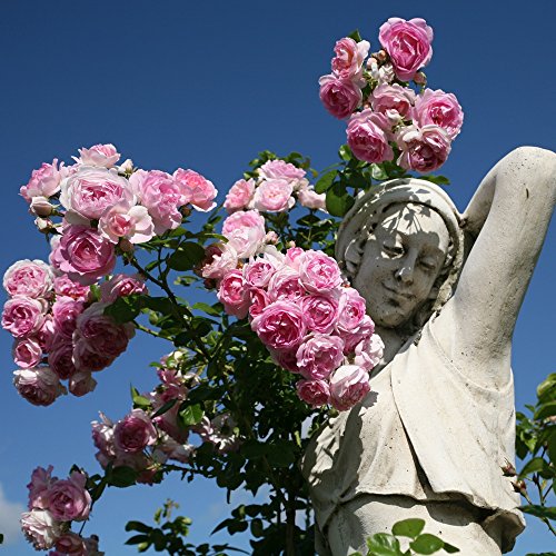 Garten Schlüter Kletterrose Jasmina in Violett-Rosa