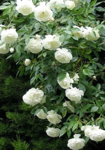 SVI Weiß Climbing Rose Seeds Schöne Duftende Blüten *