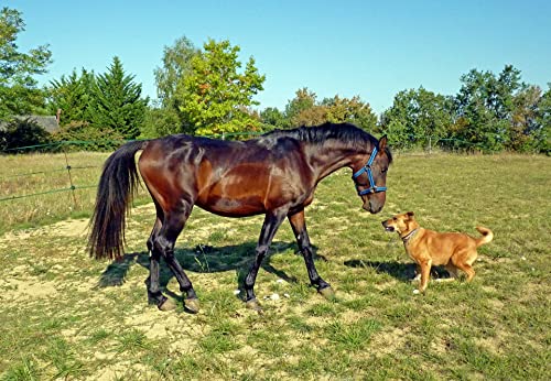 Leinöl im Bild: Scheidler horse-direkt Horse-Direkt Leinöl Pferde 10L