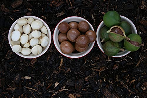 Macadamia Nuss im Bild: Kamelur 1kg BIO Macadamianüsse in Rohkostqualität