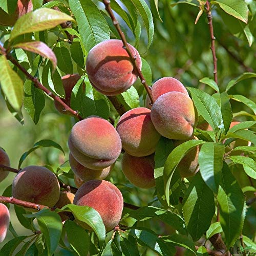 Obstbaum im Bild: pille-baumschulen Pfirsich Kernechter vom Vorgebirge Pfirsichbaum