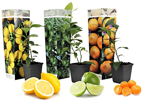 Plant in a Box Citrus pflanzen Mix