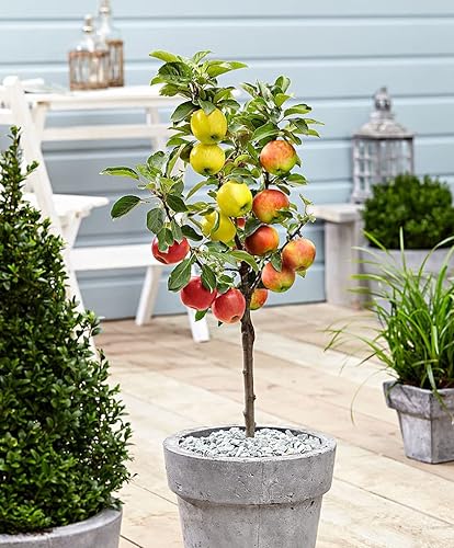 Plant in a Box Trio-Apfelbaum
