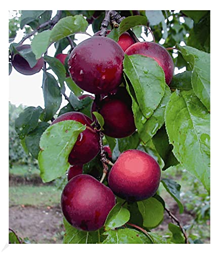BALDUR Garten Cherrykose®' Kreuzung aus Kirschpflaume & Aprikose