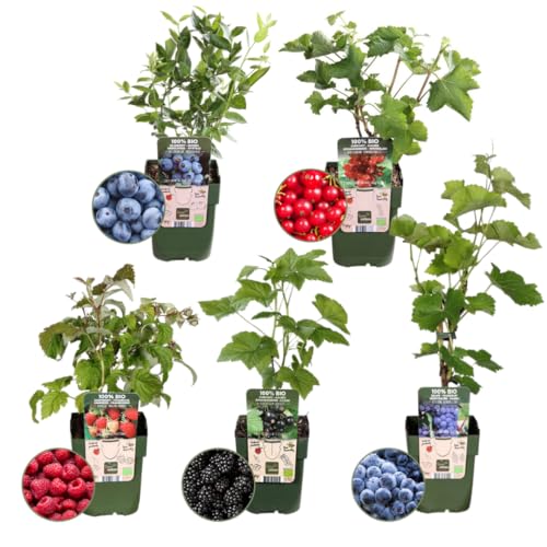Plants by Frank "Fruchtoase" BIO Obstpflanzen set im mix von 5 verschiedene