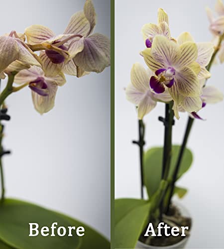 Orchideendünger im Bild: Floraline 20x Orchideen
