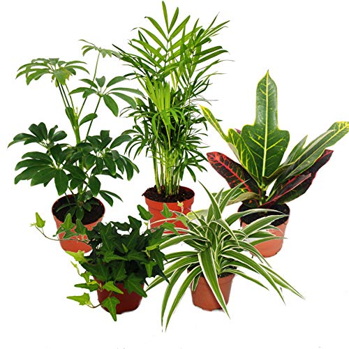 exotenherz Großes Zimmerpflanzen Set mit 5 Pflanzen