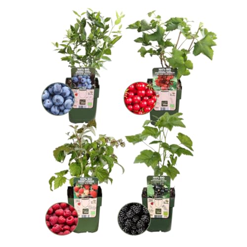 Plants by Frank "Fruchtparadis" BIO Obstpflanzen set im mix von 4 verschiedene