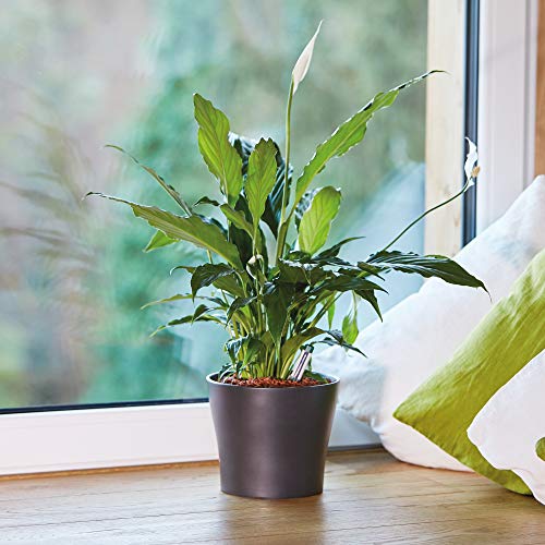 Pflanzton im Bild: Seramis Pflanz-Granulat für alle Zimmerpflanzen