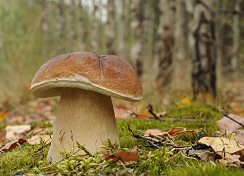 Mycelium Myzel für Boletus edulis / Gemeiner Steinpilz