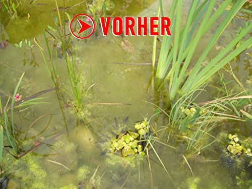 Teichpflege im Bild: Algenkiller Protect Wasserpflege für Garten- und Schwimmteiche (150 g - für max. 10.000 Liter)