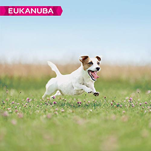 Trockenfutter für Hunde im Bild: Eukanuba Hundefutter mit frischem Huhn für kleine Rassen