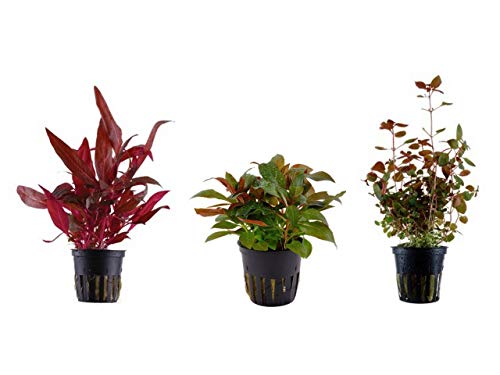 Tropicana Tropica Pflanzen Set mit 3 schönen