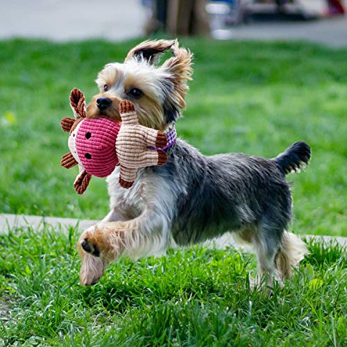 Welpenspielzeug im Bild: Toozey Hundespielzeug kleine Hunde