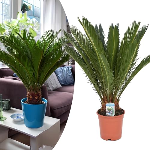 Happy Plants Cycas revoluta Palmfarn