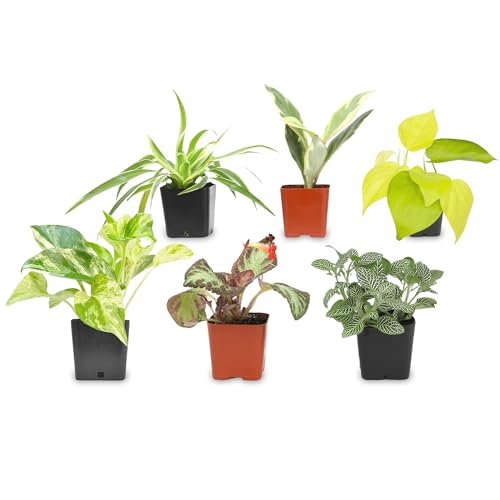 Altman Plants Live Houseplants (6PK)