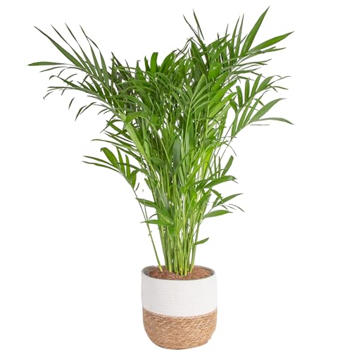Costa Farms Cat Palm, Live Indoor Houseplant in Décor Planter