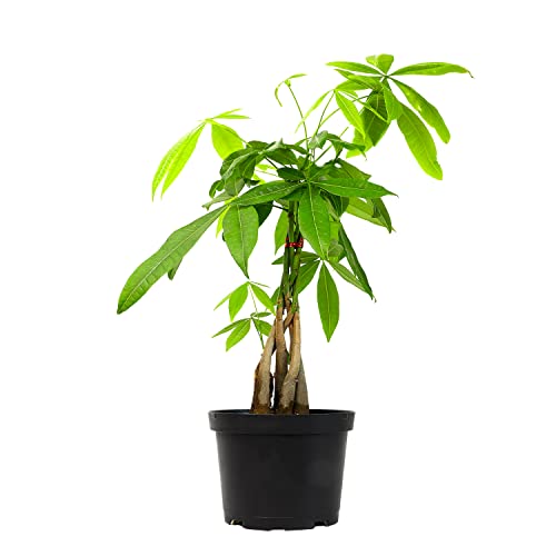 Money Tree Plant Indoor House Plants