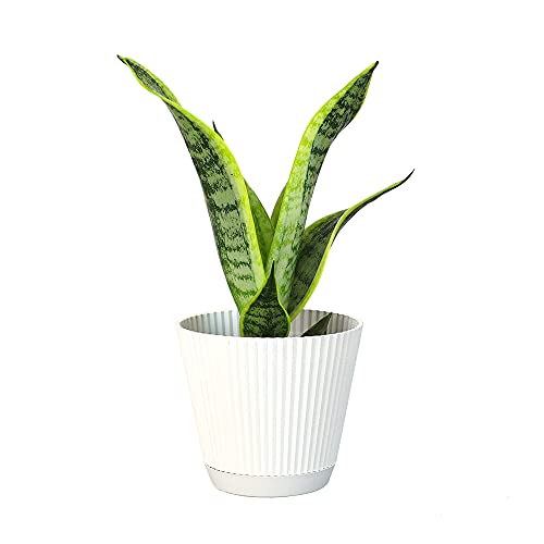 Plants for Pets Live Snake Plant with Decorative White Pot