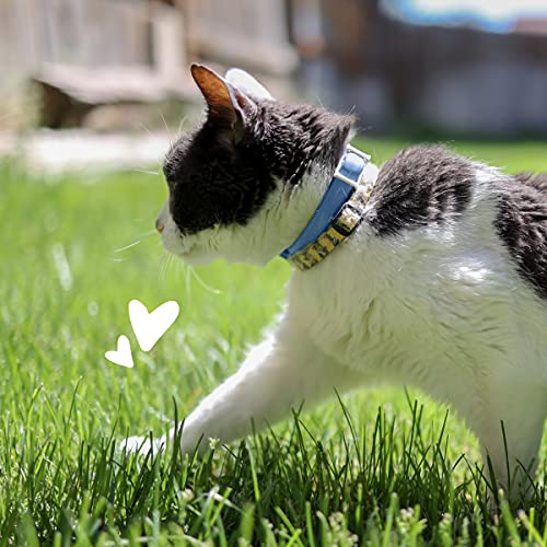 PetArmor Flea & Tick Collar for Cats